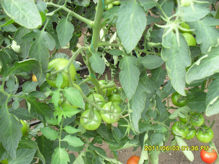SDC11661 - solarii legume 2011