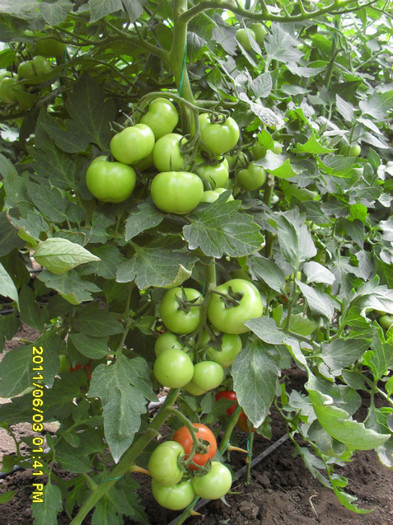 SDC11666 - solarii legume 2011