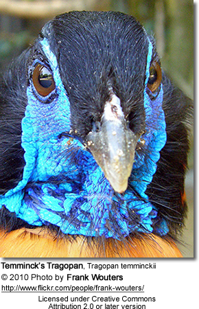 TemmincksTragopan