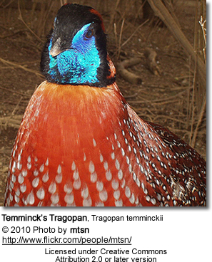 TemmincksTragopan3 - POZE CU FAZANUL Tragopan