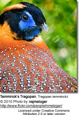 TemmincksTragopan4 - POZE CU FAZANUL Tragopan
