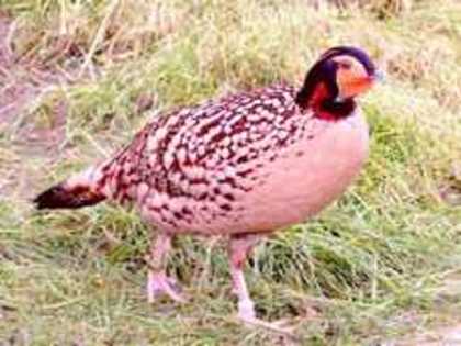 tragopan1 - POZE CU FAZANUL Tragopan