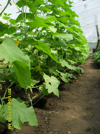 SDC11541 - solarii legume 2011