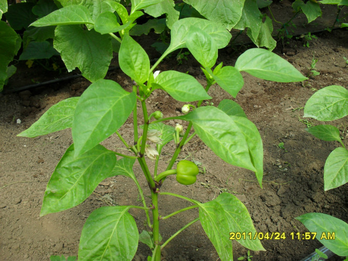SDC11548 - solarii legume 2011