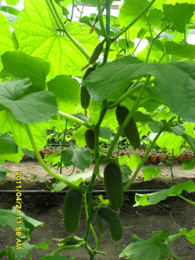 SDC11549 - solarii legume 2011