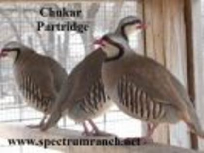 thumb_chukar_trio_sr