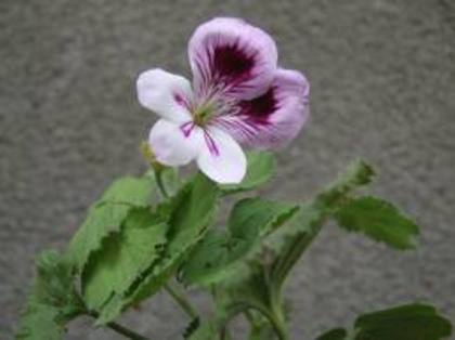 images - poze flori