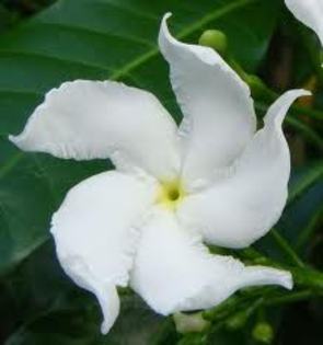 images (2) - poze flori