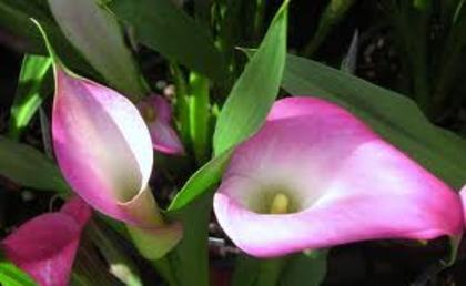 images (5) - poze flori