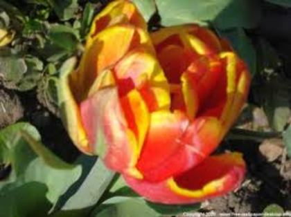 images (7) - poze flori