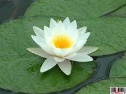 images (9) - poze flori