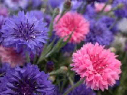 images (10) - poze flori