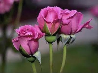 images (11) - poze flori