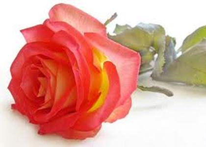 images (14) - poze flori