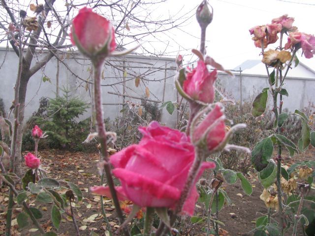 m - poze flori