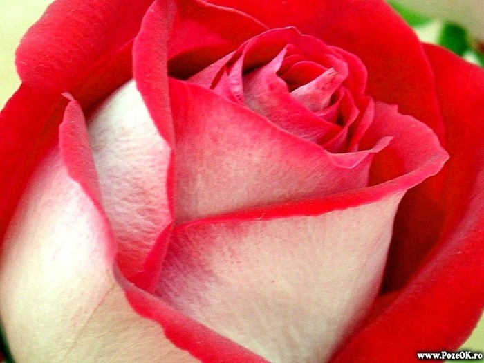 PozeTrandafiri-Roses54 - poze flori