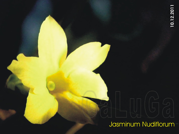 Jasminum Nudiflorum - Nudiflorum