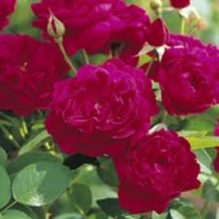 images (18) - poze flori