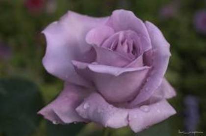 images (22) - poze flori