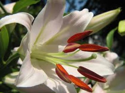 images (24) - poze flori