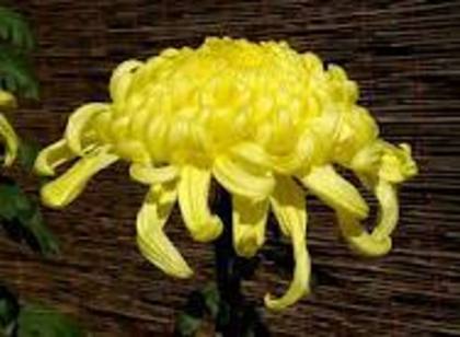 images (25) - poze flori