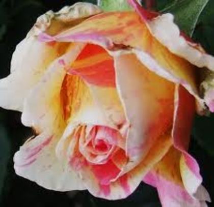 images (27) - poze flori