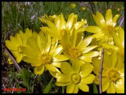 images (28) - poze flori