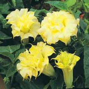 images (29) - poze flori