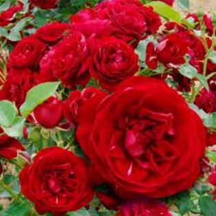 images (30) - poze flori