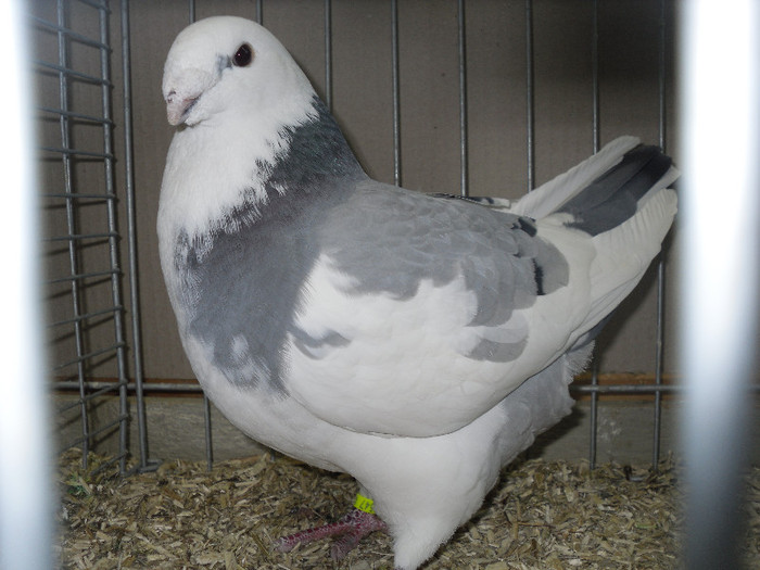 SDC12959