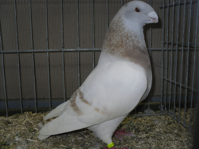 SDC12970