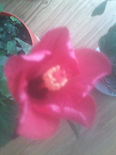 Fotografie2246 - hibiscusi-2012-1