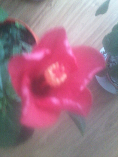 Fotografie2247 - hibiscusi-2012-1