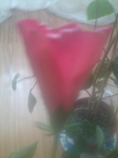 Fotografie2248 - hibiscusi-2012-1