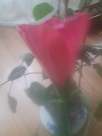 Fotografie2249 - hibiscusi-2012-1