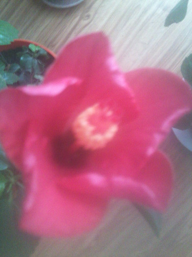 Fotografie2250 - hibiscusi-2012-1