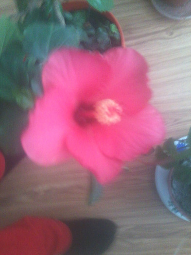 Fotografie2252 - hibiscusi-2012-1