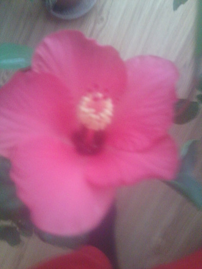 Fotografie2253 - hibiscusi-2012-1