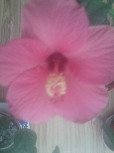 Fotografie2255 - hibiscusi-2012-1