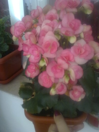 begonia