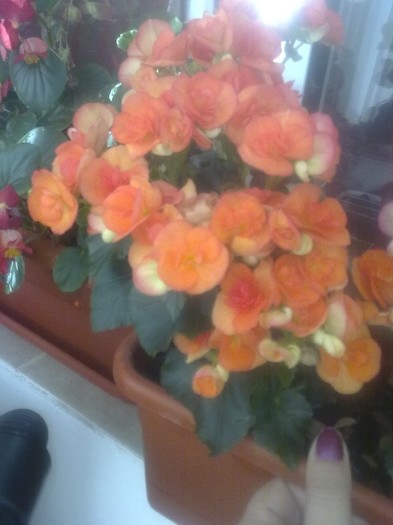 begonia