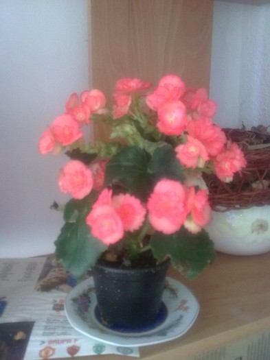 begonia