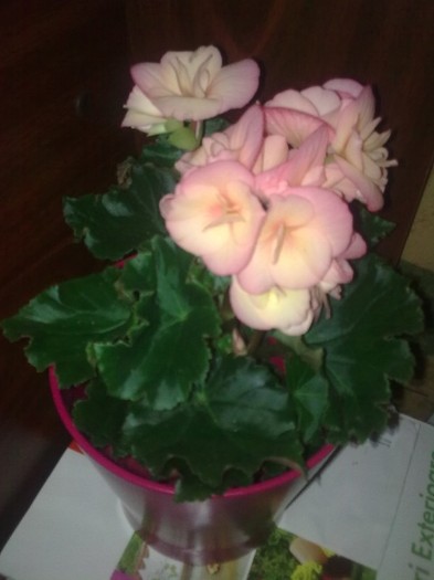 begonia