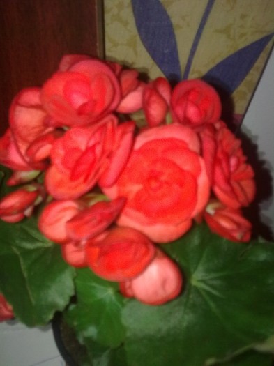 begonia