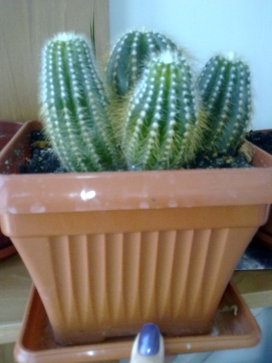 Cactus 2 - Flori 2011