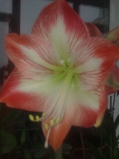 amaryllis - Flori 2011