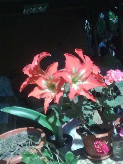 amaryllis