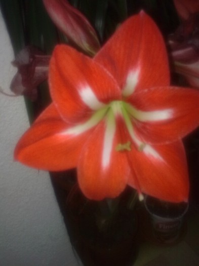 amaryllis - Flori 2011