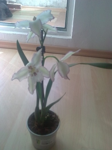 orhidee - Flori 2011
