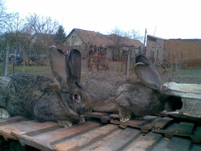 20112011(017); femela peset 8 kg nacuta in februarie la final
